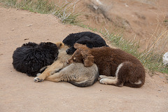 20140304 0395VRAw [TR] Hundewelpen, Kappadokien, Skulpturental, Türkei