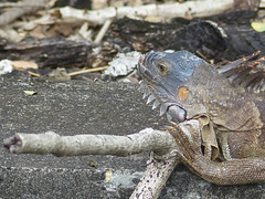 Iguanas in Martinique (7) - 12 March 2014