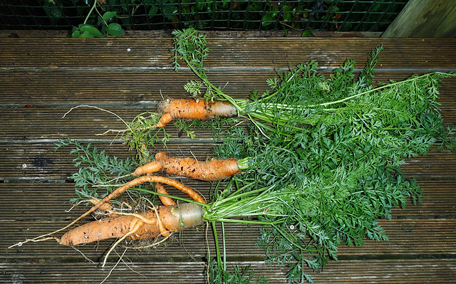 our weird carrots