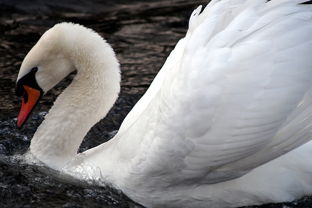 swan dance