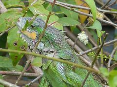 Iguanas in Martinique (9) - 12 March 2014