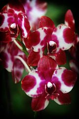 Orchids 8