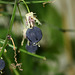 Passiflora Sunburst  (2)