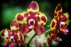 Orchids 10