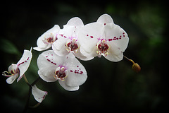 Orchids 11