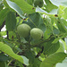 Früchte des Walnuss-Baumes. ©UdoSm