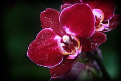 Orchids 12