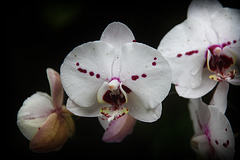 Orchids 13