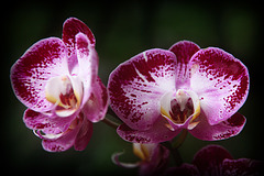 Orchids 15