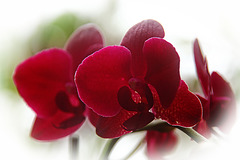 Orchids 17