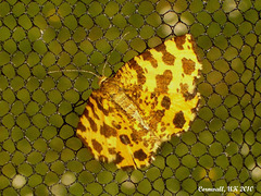1909 Pseudopanthera macularia (Speckled Yellow)