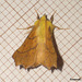 1913 Ennomos alniaria (Canary-shouldered Thorn)