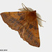 1923 Colotois pennaria (Feathered Thorn)
