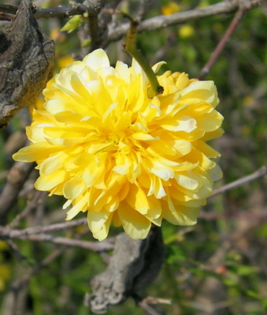 Fleur jaune : Corète du Japon
