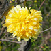 Fleur jaune : Corète du Japon