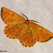 1924 Angerona prunaria (Orange Moth)