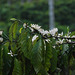 20090311-1034 Coffea arabica L.