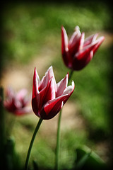Red&White Tulips