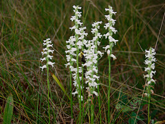 Spiranthes cernua (Nodding Ladies'-tresses orchid)