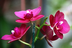 Orchids 30