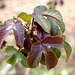 20090331-0094 Jatropha gossypiifolia L.