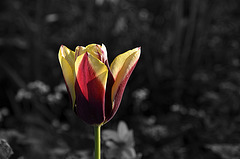 BESANCON: Parc Micaud: Une Tulipe ( Tulipa ).