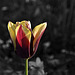BESANCON: Parc Micaud: Une Tulipe ( Tulipa ).