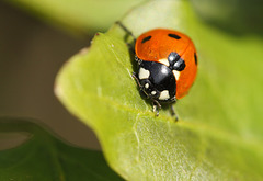 7-spot ladybird (Coccinella 7-punctata)
