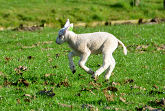Lamb of Spring