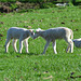 Lambs of Spring