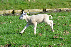 Lamb of Spring