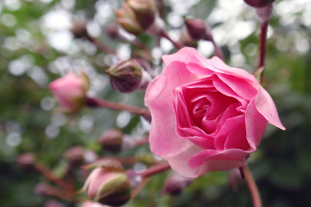 Pink Rose_1