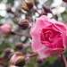 Pink Rose_1