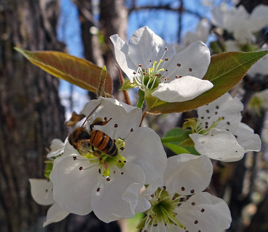 Pear blossom and Honey Bee