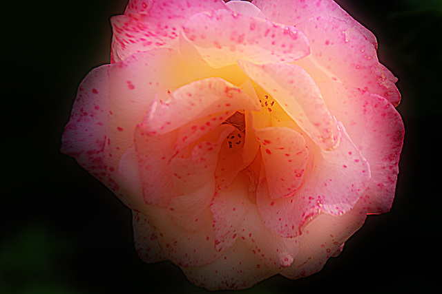 Freckled Rose