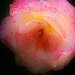 Freckled Rose