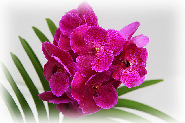Orchids 46