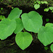 20100702-0928 Ariopsis peltata Nimmo