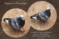 Pigeon in Paradise Park - Newhaven - 26.3.2014