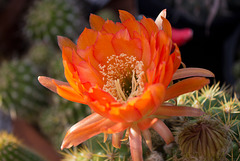 Torch Cactus flower, afternoon
