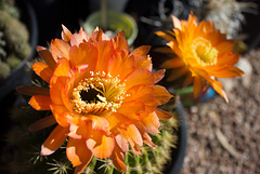 Torch Cactus flower, morning