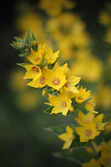 Yellow Flowers 1