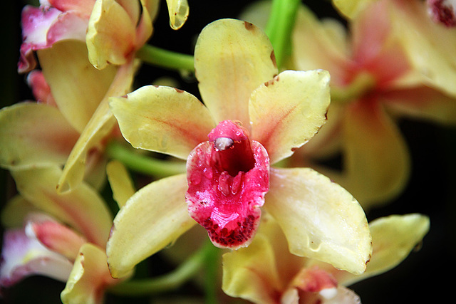 Orchids 55