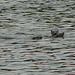 Three Welsh otters