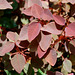 20090508-0835 Euphorbia cotinifolia L.