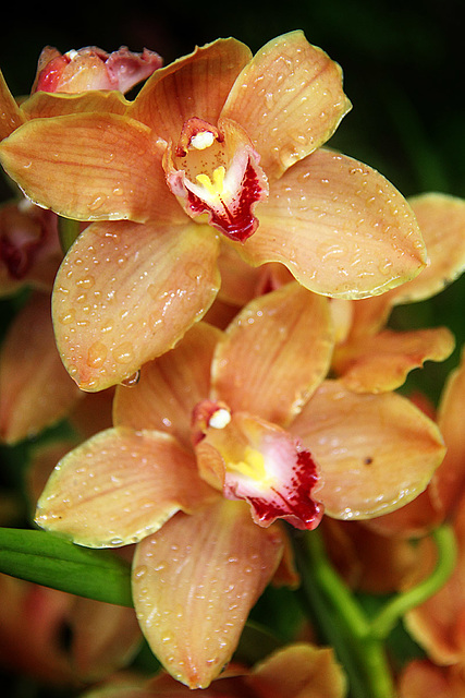 Orchids 57
