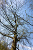 20140320 1032VRAw [D-E] Baum, Schloss Borbeck, Essen