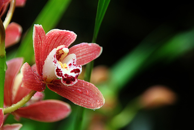 Orchids 58