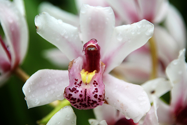 Orchids 59