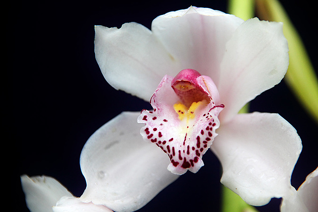 Orchid 22